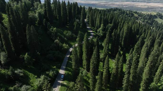 绿色生态的林间盘山公路