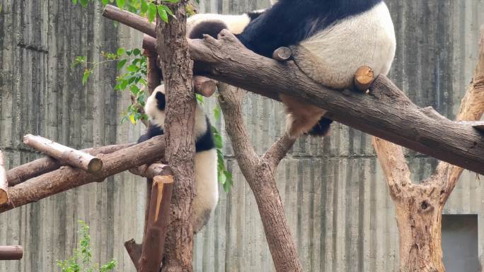 成都大熊猫繁育研究基地玩耍的熊猫母子
