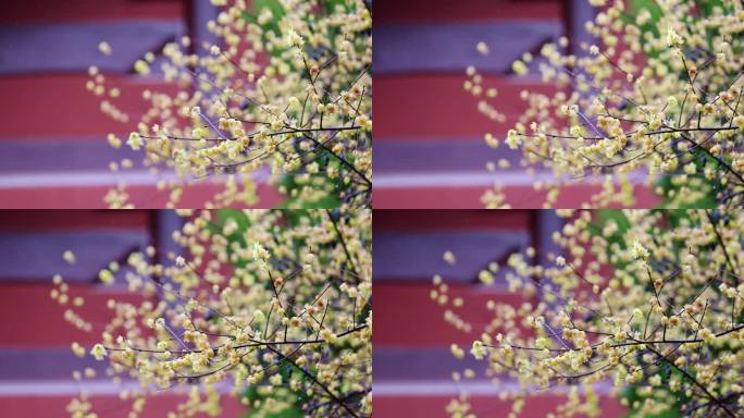 杭州钱王祠古风建筑腊梅唯美雨天