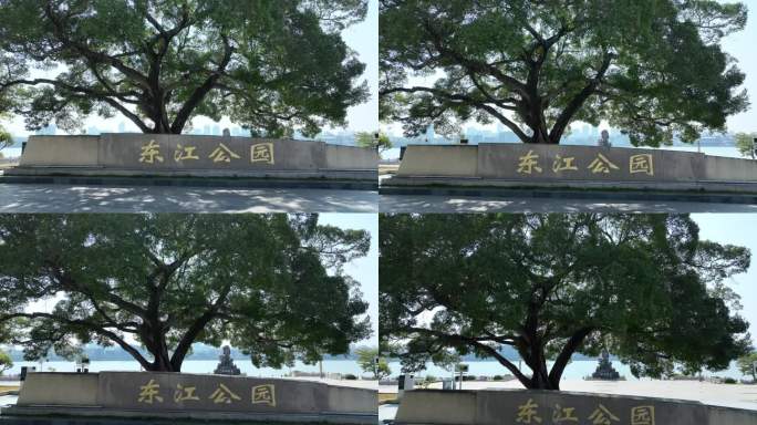 惠州市东江公园榕树航拍
