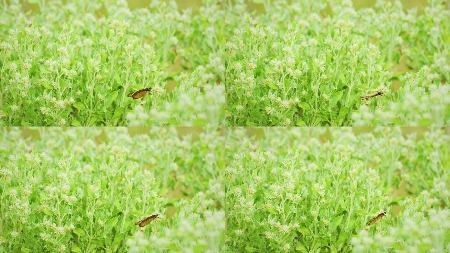 丹纳斯·克里西普斯蝴蝶的镜头。春天，平原虎蝶栖息在自然栖息地的草地上，喝着花蜜。普通老虎蝴蝶。有选择
