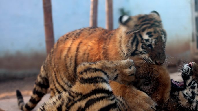 南京珍珠泉动物园小老虎打架嬉闹慢镜头