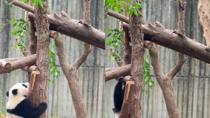 成都大熊猫繁育研究基地爬树的小熊猫