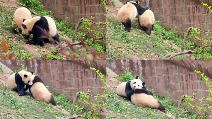 熊成都大熊猫繁育研究基地玩耍的熊猫