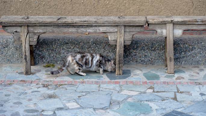 虎斑猫在院子走动寻找食物