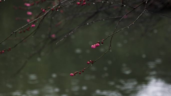 杭州西湖景区冬季雨天雨滴升格空镜