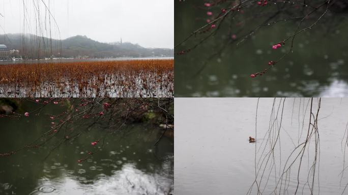 杭州西湖景区冬季雨天雨滴升格空镜