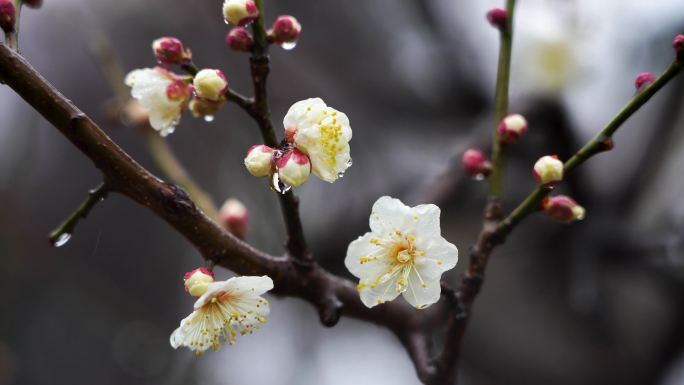 春天雨中的梅花花朵