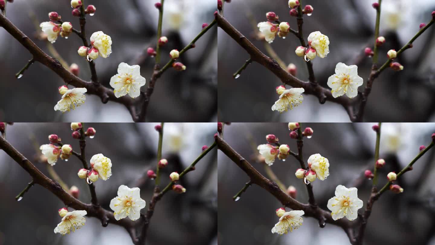春天雨中的梅花花朵