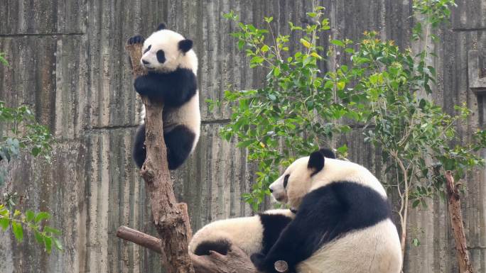 成都大熊猫繁育研究基地爬树的小熊猫