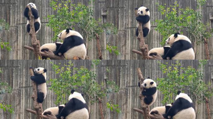 成都大熊猫繁育研究基地爬树的小熊猫