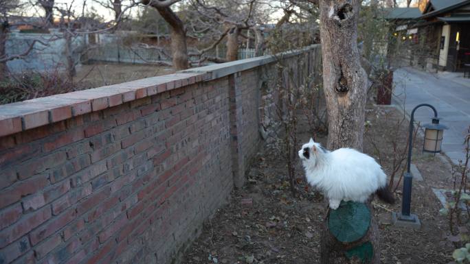 猫准备起跳到墙上放弃起跳