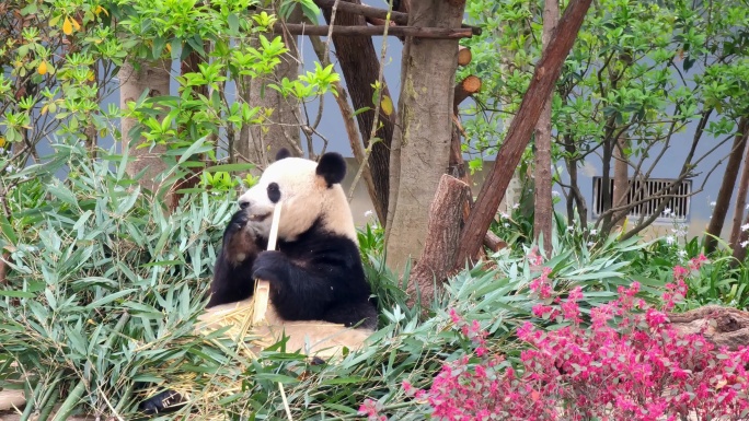 成都大熊猫繁育研究基地吃竹子的大熊猫
