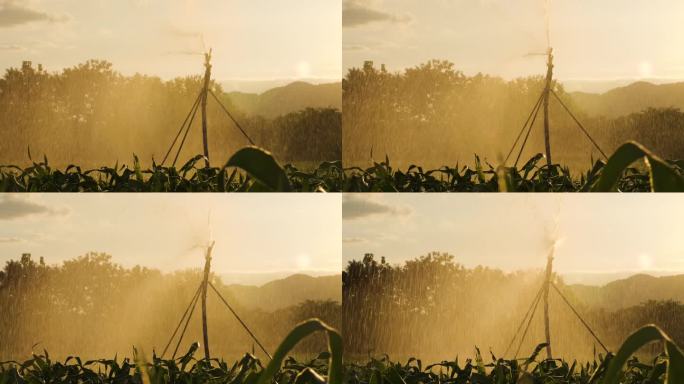 用洒水灌溉系统给农业花园里的庄稼浇水
