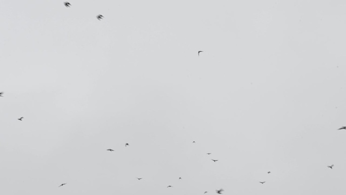 一大群鸟在灰色天空的背景下飞翔。乌鸦在城市上空灰蒙蒙的天空下乱飞。