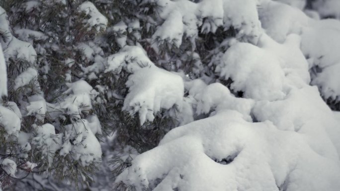 潘向上拍摄了一棵覆盖着积雪的针叶树的小枝