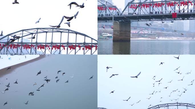 兰州中山桥黄河段群鸟升格