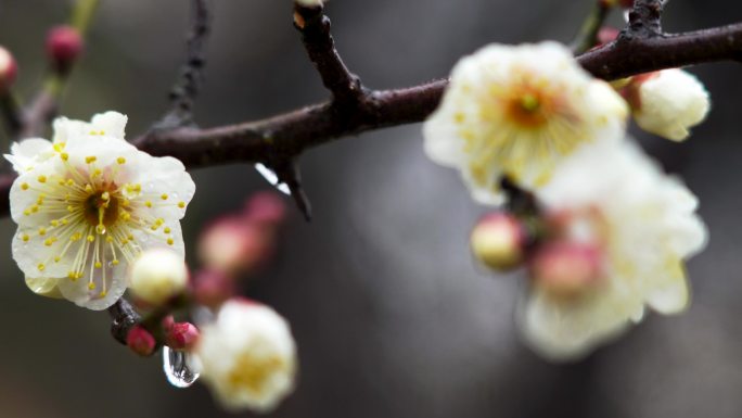 春天雨中的梅花花朵