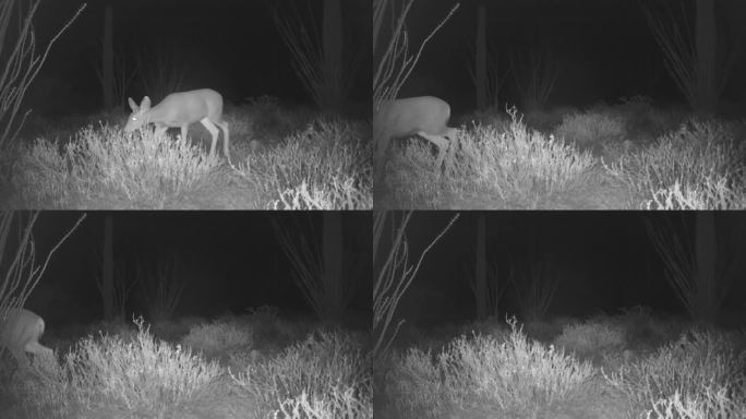 白尾鹿，跟踪摄像头拍摄，亚利桑那州