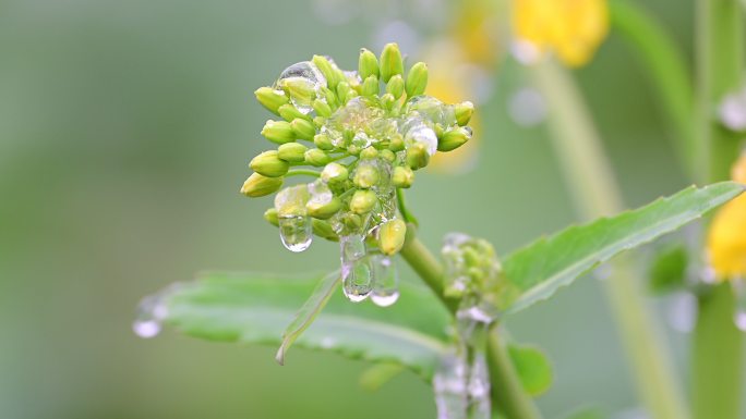 油菜花苞上的冰挂