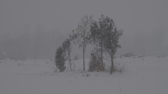 4Kslog2北方田间柏树冬天下雪视频