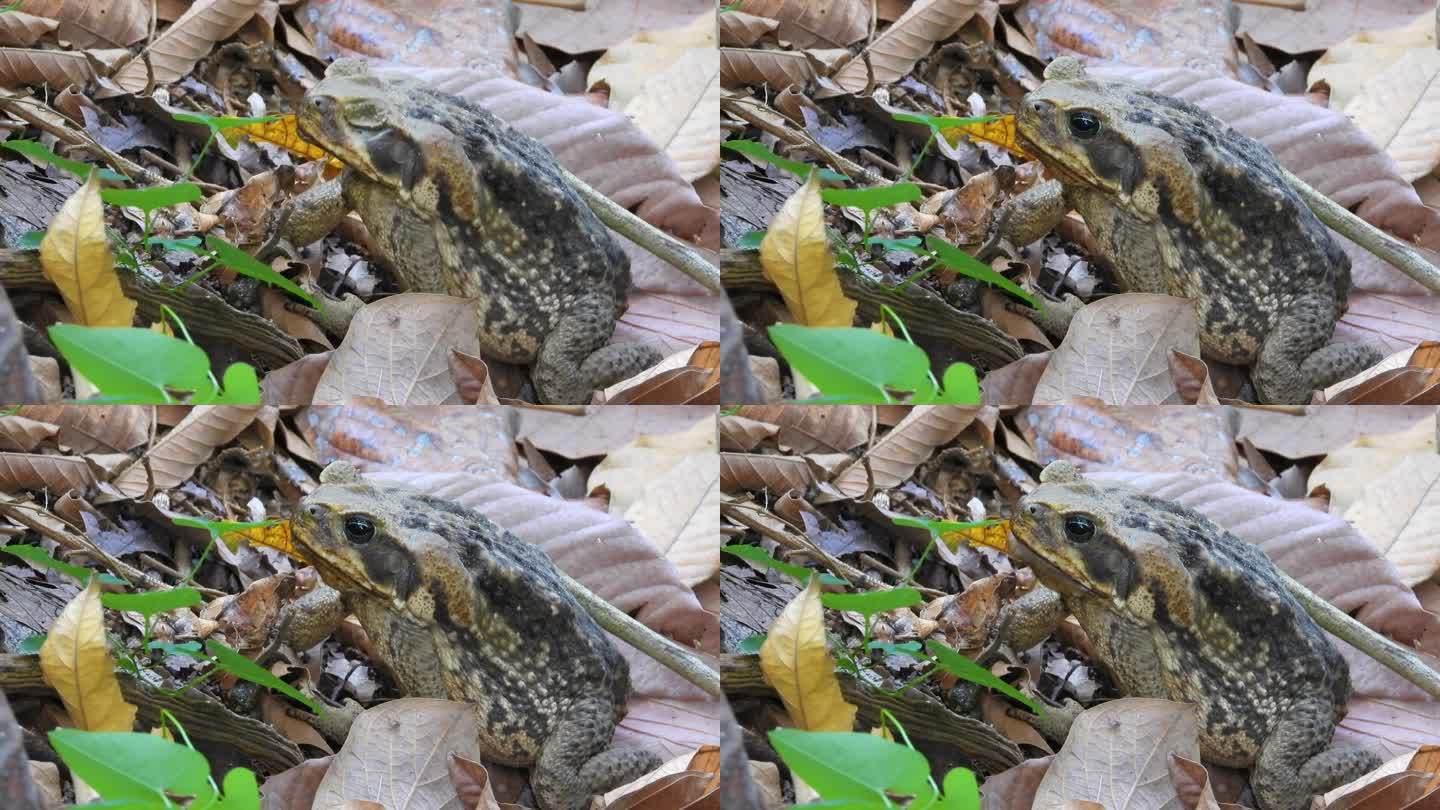哥伦比亚森林里，青蛙在树叶繁茂的地面上进食的特写