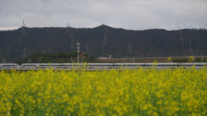 光明高铁油菜花