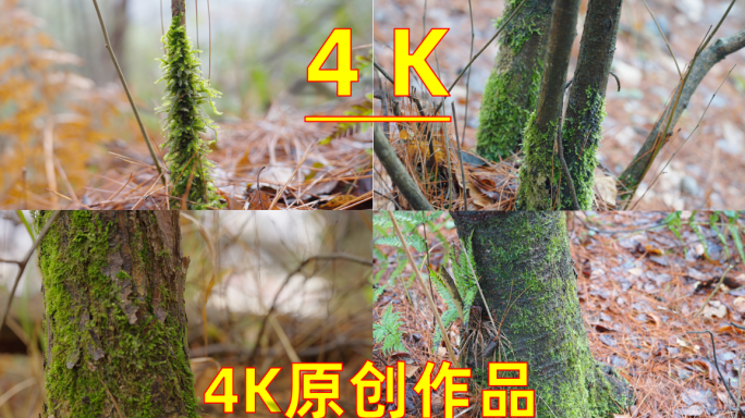 4K森林树干苔藓