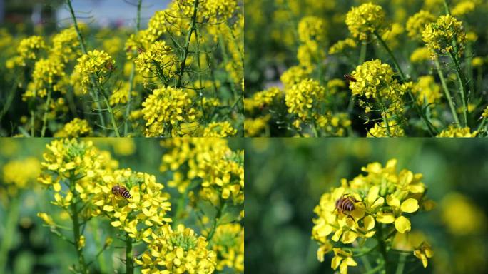 油菜花 蜜蜂采蜜 油菜花海 花朵