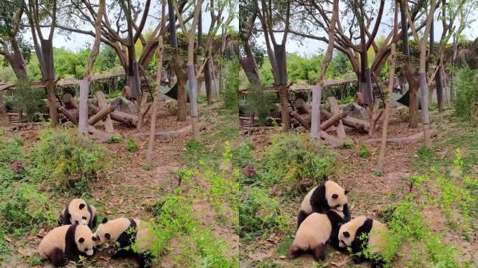 成都大熊猫繁育研究基地玩耍的熊猫