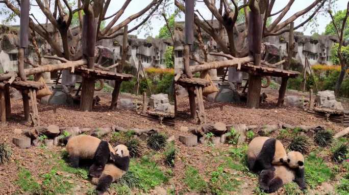 成都大熊猫繁育研究基地玩耍的熊猫