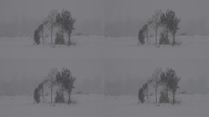 田间柏树4Kslog2北方冬天下雪视频