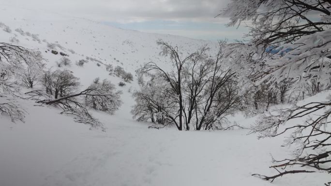 以色列冬季黑门山(贾巴尔谢赫山)森林积雪的静态照片。