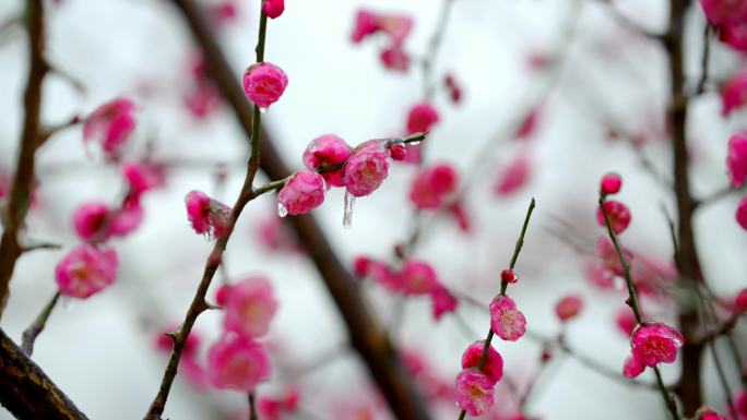 雪中梅花冻雨梅花常德穿紫河梅花开放