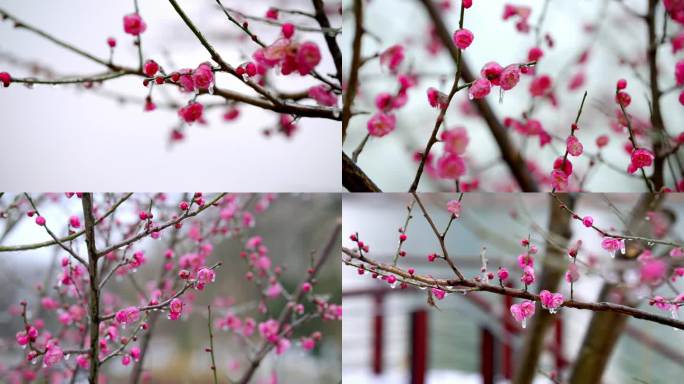 雪中梅花冻雨梅花常德穿紫河梅花开放