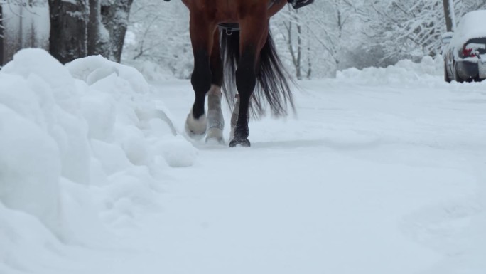 特写，DOF:美丽的野马穿过雪白的毯子。强壮有力的黑海湾骟马踏进柔软冰冷的雪地。