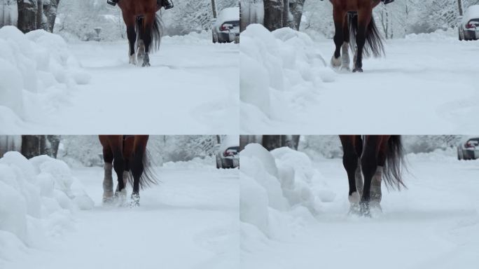 特写，DOF:美丽的野马穿过雪白的毯子。强壮有力的黑海湾骟马踏进柔软冰冷的雪地。