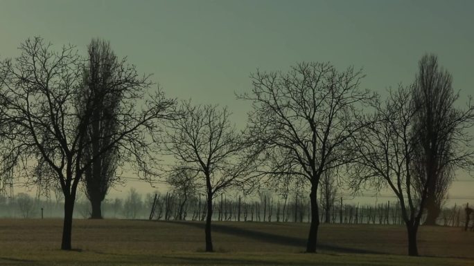 暮色中树木的剪影在草地上投下长长的影子，一派宁静宁静的景象