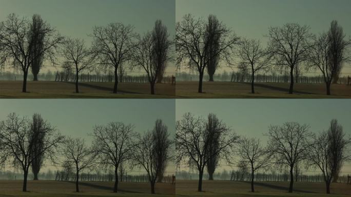暮色中树木的剪影在草地上投下长长的影子，一派宁静宁静的景象