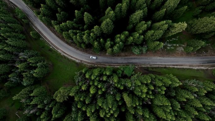 航拍云杉林驾车