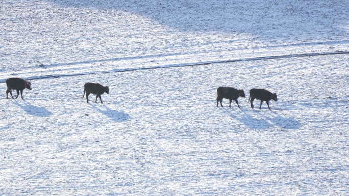 雪地里行走的牛