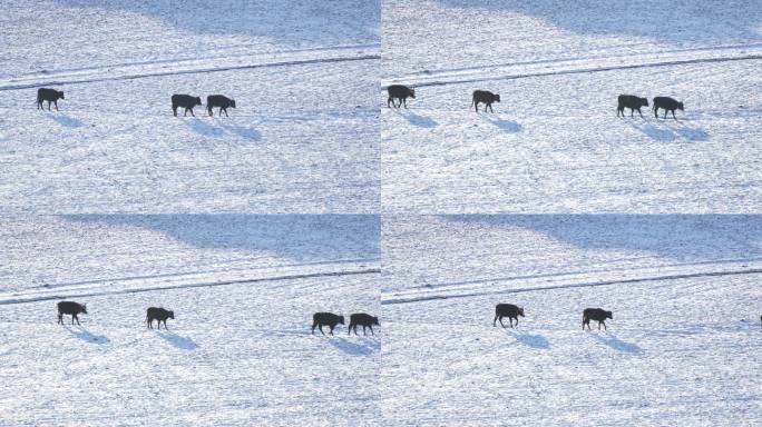 雪地里行走的牛