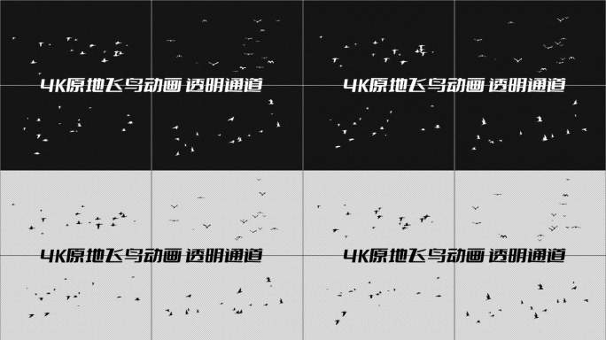 4K 原地飞鸟动画透明通道4种黑白双色