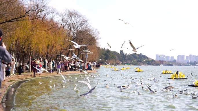 4K云南昆明滇池风景区游客喂红嘴鸥13