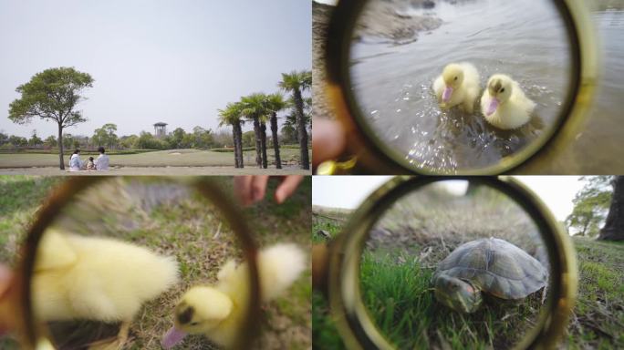 科学 户外 探索 小鸭子 乌龟放大镜亲子