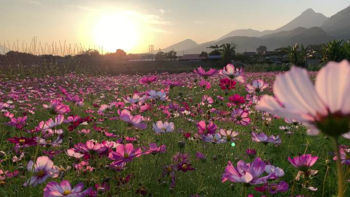 夕阳下格桑花