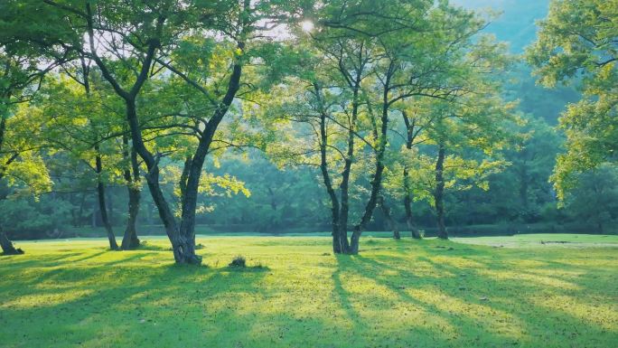 4K阳光草地 触摸阳光