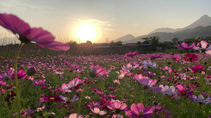 夕阳下格桑花空镜