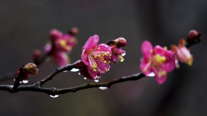 春雨中的粉色梅花特写