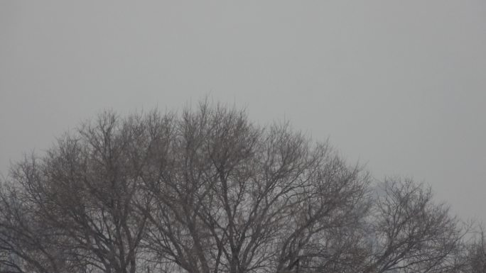 雪花飞雪飘雪下雪瑞雪兆丰年雪迎春到